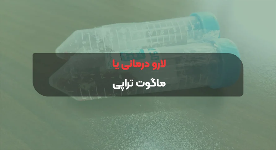 لارو درمانی یا ماگوت تراپی